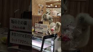 セレオ国分寺店で 合った  坂の上の猫のプリン のミクちゃん