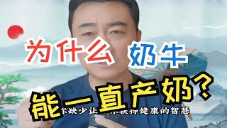 奶牛为何能一直产牛奶？知道答案后很多人表示震惊！