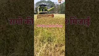 #omprakashausar #shortsvideo रागी की कटाई और मिंसाई ।। Ragi Harvesting