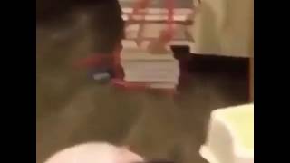 Never Trust A Cat