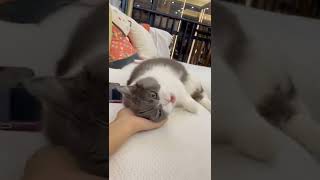 very nice love this 😍 cat#shorts videos 🤣 support and subscribe my channel my all friends please 😔