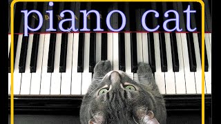 ピアノを弾く天才ねこちゃん【Cat playing the piano】