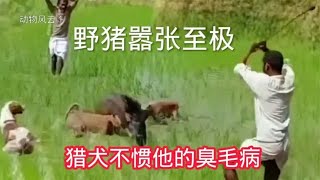 野猪虽然很嚣张，但猎犬并不惯着他的臭毛病。