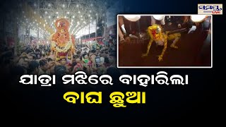 ଯାତ୍ରା ମଝିରେ ବାହାରିଲା ବାଘ ଛୁଆ | Odia News Live Updates | Latest Odia News | Samayalive