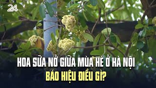 Hoa sữa nở giữa mùa hè ở Hà Nội báo hiệu điều gì? | VTV24