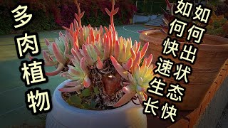 （园艺篇12）多肉植物如何出状态和快速生长，这是个两难的选择！