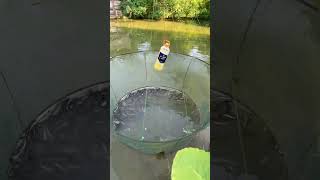 农村的鱼塘好多泥鳅The fish pond in the countryside is full of loaches  #fishing #鄉村生活 #農村生活 #fish  #fishtrip