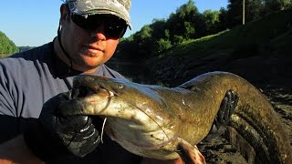 Csorgásos harcsapergetés a Tiszán - Catfish spinning on river Tisza (HD)