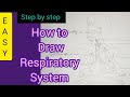 How to Draw Diagram of Human Respiratory System Easily - Step by Step #respiratorysystem #diagram