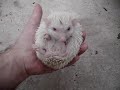 buja`s hedgehog albino.mpg