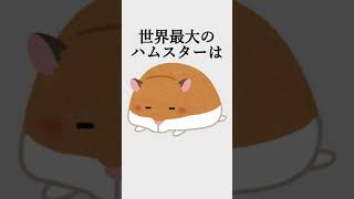 ハムスター好きの為のオモシロ雑学【#9】 #雑学 #ハムスター #まとめ