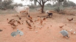 Integrated farming nalgonda chandur goats,cows,rooster #countrychicken,