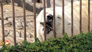 20190824:今日の円山動物園