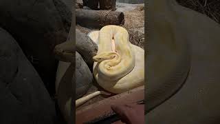 golden yellow python snake