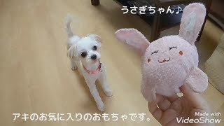 マルチーズ×チワワ、ミックス犬の一人遊び♪