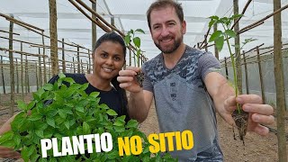 AQUI A GENTE PLANTA E COLHE | DIA DE PLANTAR NO SITIO 🙏