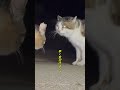 先輩！また酔ってるんですか～？せわ＆ぶるぅ0217 猫 猫の喧嘩 cat ブレイキングダウン