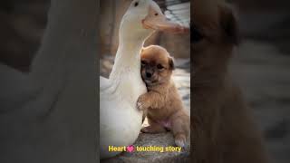 Friendship between Duck and puppy #Friendship