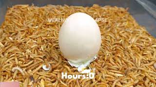 Mealworms Eating a Boiled Egg (50 Hours in 1 Minute)