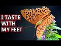 Butterfly facts: including butterfly vs moth | Animal Fact Files