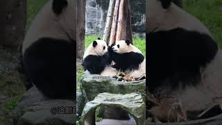 可可想抢笋，被渝爱一掌顶住了脑门 #国宝 #panda  #熊猫生活 #大熊猫#shorts