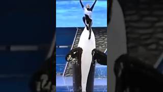 This Killer Whale RIPPED Her Trainer Dawn Brancheau