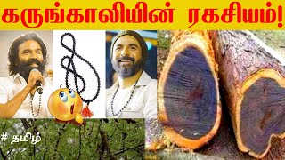 100% Original கருங்காலி | 100% original இங்கு  கிடைக்கும்  | 100% Original karungali location |