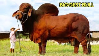 কোরবানির সেরা কয়েকটি বড় গরু |Qurbani caw | Biggest bulls in the world