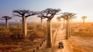 10 Arboles más fascinantes del mundo