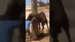 Camel eats man 🐪😱💥 #shorts #tiktok #funny #fun #laugh #crazy #fail #karma #fails #bites #scary