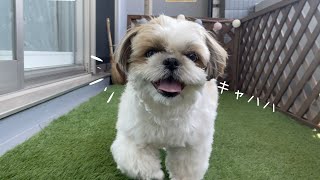 【シーズー】よぉーし！ママにまかせとけぇぇぇー！！この笑顔たまりませんwww【犬Vlog】