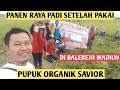 panen raya setelah pakai pupuk savior | pupuk savior