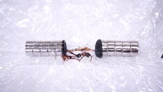 Ferrofluid and Two neodymium magnets