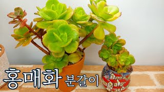 화려한 물듦 홍매화 분갈이 : 이렇게 정직하고 착한 물듦은 없을겁니다~ 多肉植物 Korean succulents