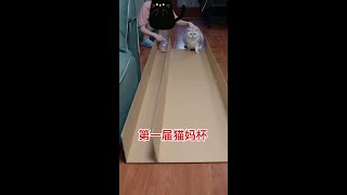 猫一定比老鼠跑得快么？#萌宠出道计划