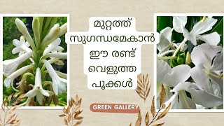 kalyana sougandhikam plant | tube rose malayalam | GreenGallery1