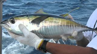 `Ahi: The Yellowfin Tuna (30sec)