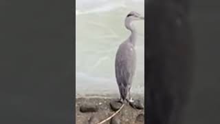 この鳥は？