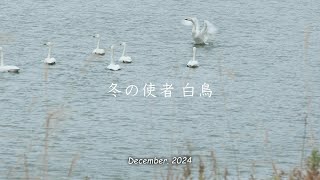 2024「 冬の使者 」｜白鳥｜月光川｜西浜キャンプ場｜遊佐町｜山形県