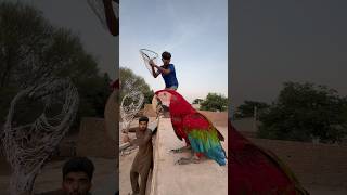 5 lakh ka Red Macaw Parrot Mil Gaya