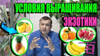 УСЛОВИЯ ВЫРАЩИВАНИЯ ЦИТРУСОВЫХ И ЭКЗОТИКИ НА ПОДОКОННИКЕ. ЦИТРУСОВЫЕ. ЭКЗОТИКА НА ПОДОКОННИКЕ 21-2