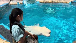 2023/07/08 ベルーガのトレーニング【ニコ編】@名古屋港水族館