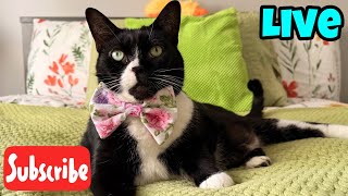 Whisker Wednesday - Live Stream