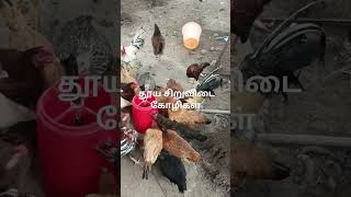 தூய சிறு விடை கோழிகள்