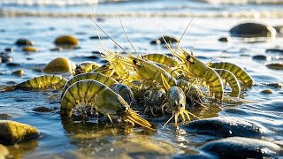 【English sub】退潮過後偶遇大蝦群，八爪魚抓了十多條！還闖進石斑魚窩 ！ 【趕海小章】