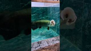 Does anyone know the name of the fish that eats this 🦫 Arapaima? #arapaima #short #ytshorts #viral