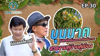 🌳 ยักษ์เขียว EP.30 : บุนนาค ไม้ศักดิ์สิทธิ์มงคลของไทยโบราณ คู่บ้านคู่เมือง