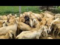 செம்மறி ஆடு வளர்ப்பு_semmari aadu valarpu in tamil_goat farm in tamil_semmari aatu pannai agritamil