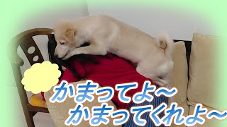 遊んでくれないなら、ジャマしてやる～　ちゃろ（犬　3ヶ月頃のまゆげ時代）