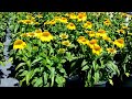 best perennials echinacea sombrero™ lemon yellow coneflower